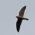 Falco vespertinus